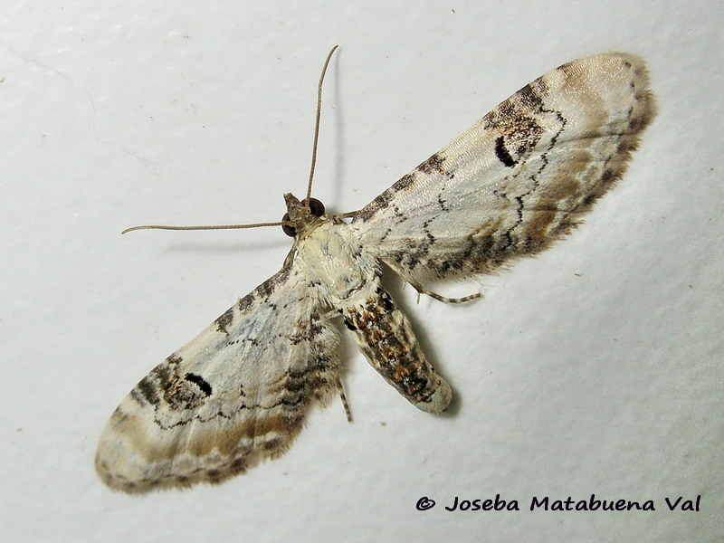 Eupithecia centaureata - Geometridae